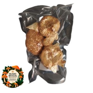 Amostra taxonômica de cogumelo desidratado Hericium Erinaceus (Juba de Leão)