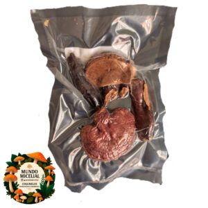 Amostra taxonômica de cogumelo desidratado Ganoderma lucidum (Reishi)