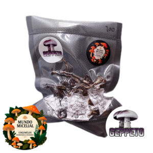 Amostra taxonômica de cogumelo desidratado Psilocybe Cubencis Variante Geppeto (Black)