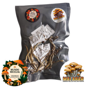 Amostra taxonômica de cogumelo desidratado Psilocybe Cubencis Variante Malabar Coast
